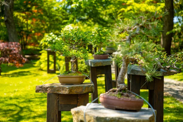 Bonsaï Dans Jardin Japonais Avec Buisson Pourpre Dans Jardin Botanique — Photo