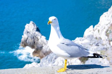 martı göstermek kendisi gibi manken