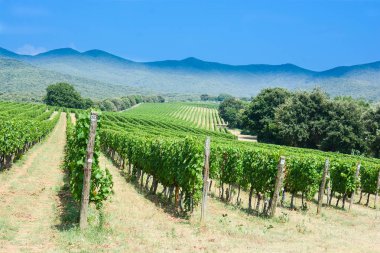 Bağ Toskana, İtalya