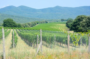 Bağ Toskana, İtalya