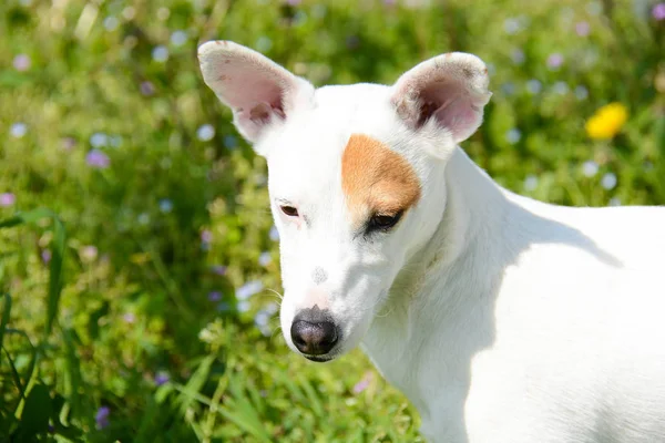 Jack Russell-kaland — Stock Fotó