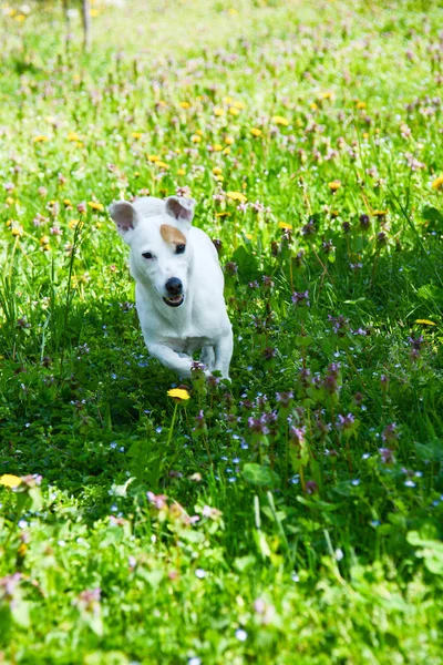 Jack Russell περιπέτεια — Φωτογραφία Αρχείου