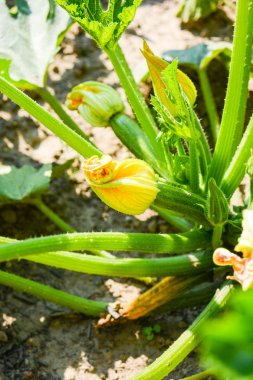 İtalyan kırsal sebze