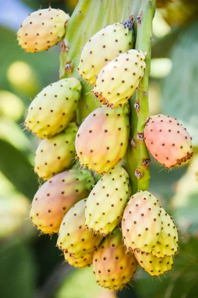 dikenli yabani meyve 9