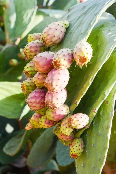 dikenli yabani meyve 9