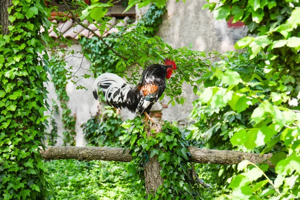 Rooster  in the farmyard — Stock Photo, Image