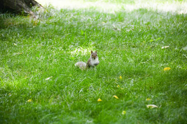 Écureuil à Central Park — Photo