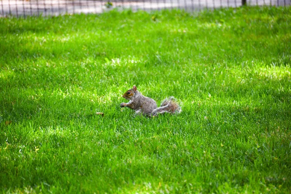 Squirrel at central park — Stock Photo, Image