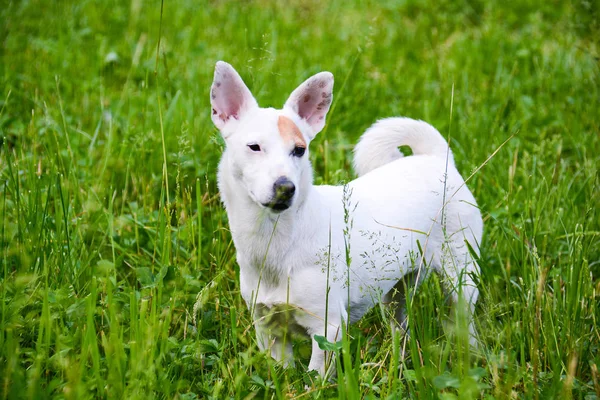 Jack russell — Stock Fotó