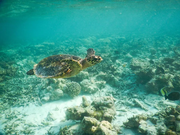 Tartaruga natação — Fotografia de Stock
