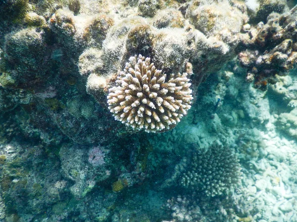 산호 — 스톡 사진