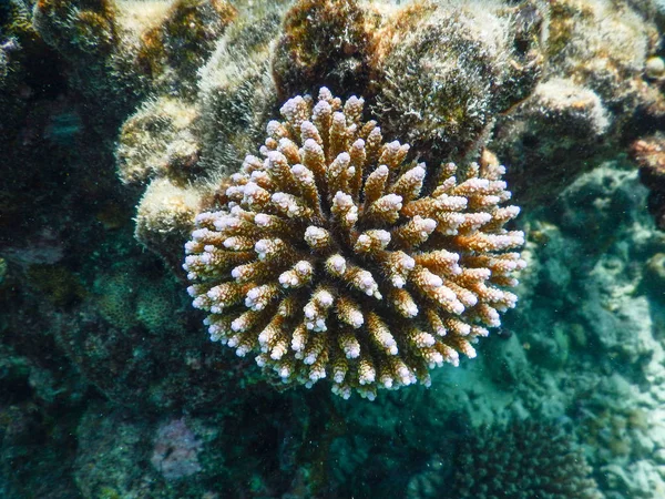 Coral Imagen De Stock