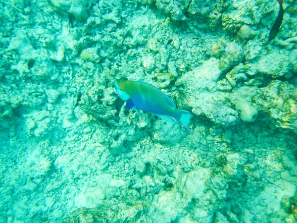 Plancton y peces tropicales — Foto de Stock