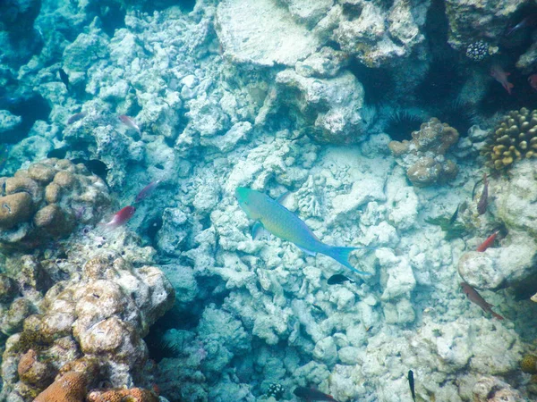 Plancton e pesci tropicali — Foto Stock