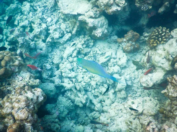 Plancton y peces tropicales — Foto de Stock