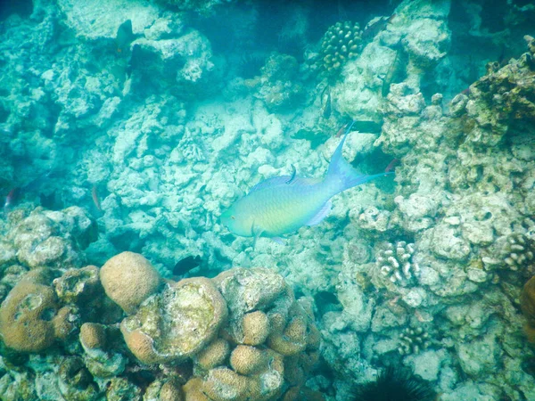 プランクトンと熱帯魚 — ストック写真