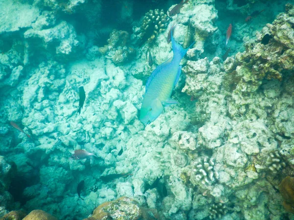 Plâncton e peixes tropicais — Fotografia de Stock