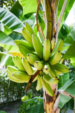 Arka planda doğa lagünü tropikal çiçekler hepsi armonik bir manzarayla avlanır.