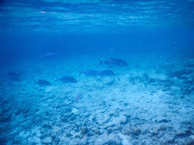 Arka planda doğa lagünü tropikal çiçekler hepsi armonik bir manzarayla avlanır.