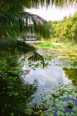 Arka planda doğa lagünü tropikal çiçekler hepsi armonik bir manzarayla avlanır.