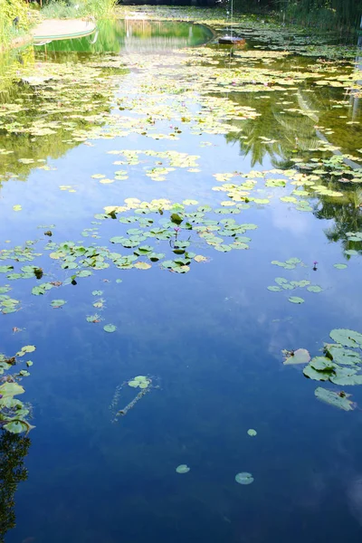 Backgrounds Nature Lagoon Tropical Flower Fishes All Armonic View — Stock Photo, Image