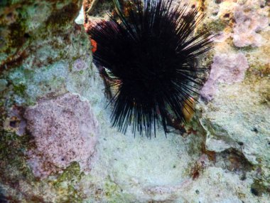 Deniz kestanesi dipte yatar ve omurgalarını hareket ettirir.