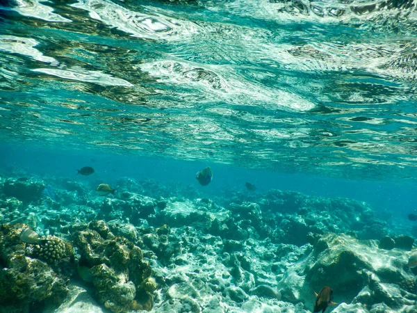 熱帯の水中生活の壮大な景色 — ストック写真