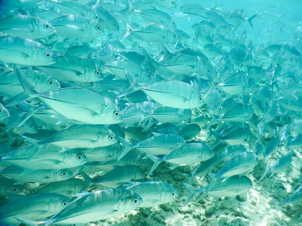 Fischschwärme Vereint Einer Gruppe Sich Gegen Raubfische Verteidigen — Stockfoto