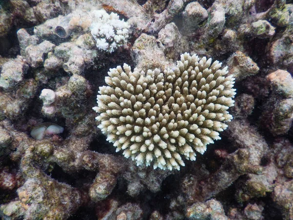 Nouveau Corail Qui Pousse Sur Barrière Corail — Photo