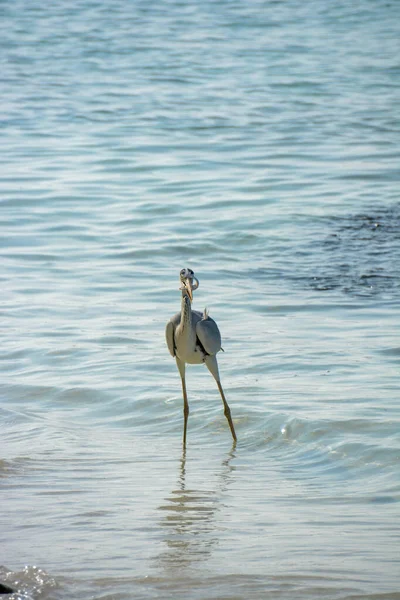 Reiher Ufer Des Tropischen Meeres Der Eine Sardinenbank Ans Ufer — Stockfoto