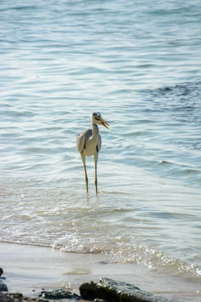 Garça Nas Margens Mar Tropical Apontando Uma Margem Sardinhas Para — Fotografia de Stock