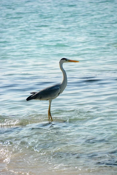 Garça Nas Margens Mar Tropical Apontando Uma Margem Sardinhas Para — Fotografia de Stock