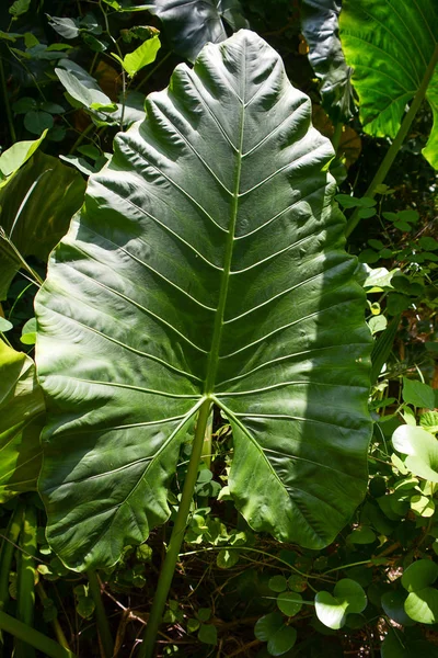 热带岛屿上的野生树叶种类 — 图库照片