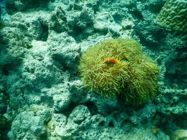 Poisson Clown Vit Dans Une Anémone Laquelle Garantit Propreté Bénéficie — Photo