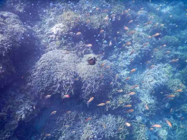 산호초에 물고기 — 스톡 사진