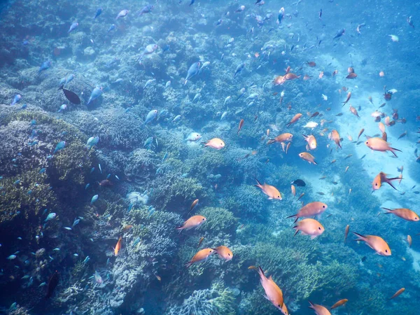 Косяки Рыбы Коралловом Рифе — стоковое фото