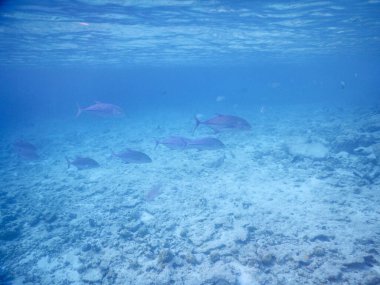 Kendilerini yırtıcılardan korumak için bir araya gelmiş balık sürüsü.