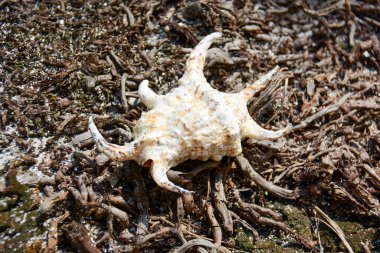 Boş tropikal kabuk sadece görmek için alınır ve sonra denize yerleştirilir.