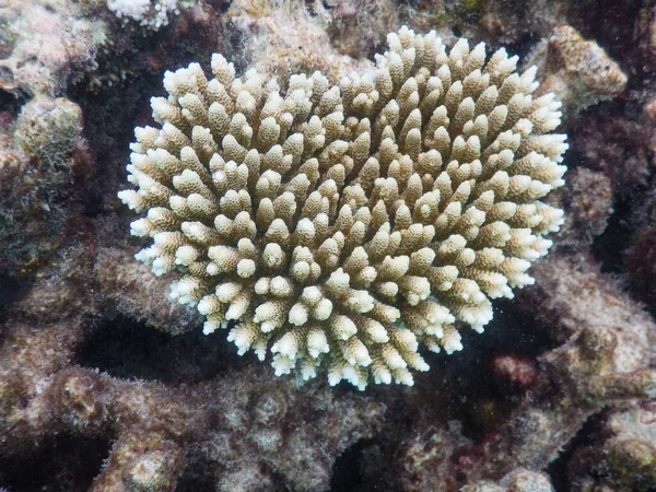 バリアフリーサンゴ礁で育つ新しいサンゴは — ストック写真