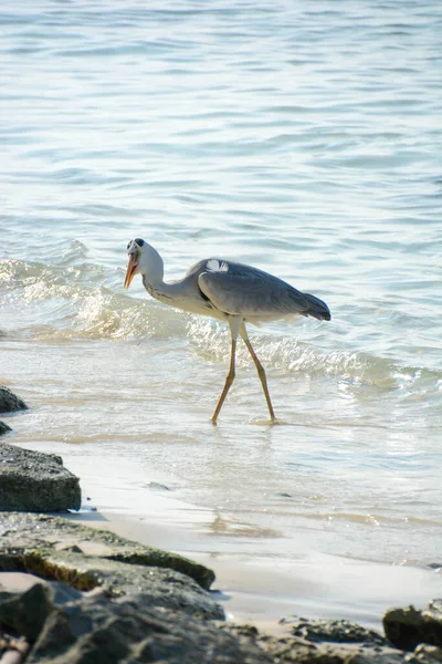 Garça Nas Margens Mar Tropical Apontando Uma Margem Sardinhas Para — Fotografia de Stock