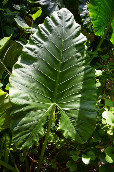 types of wild leaves on a tropical island