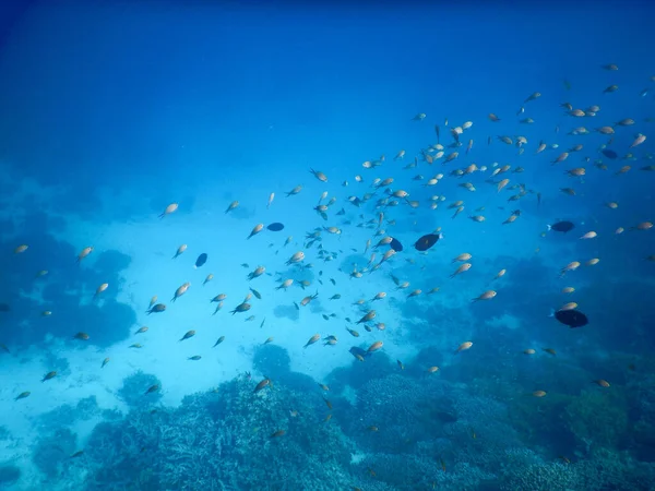 Косяки Рыбы Коралловом Рифе — стоковое фото