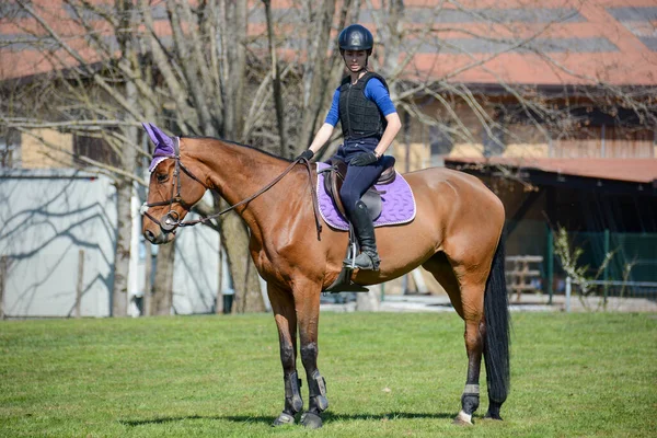 Leçons Saut Obstacles Campagne Dressage Des Cavaliers Des Chevaux Équilibre — Photo