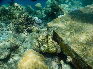 Tropikal sualtı yaşamının muhteşem manzarası