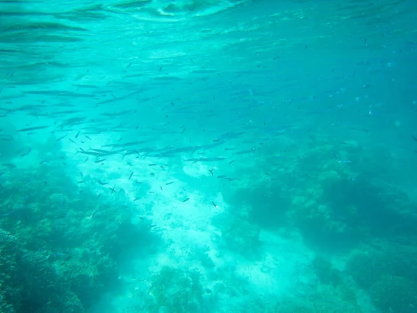 Spektakuläre Ausblicke Auf Tropische Unterwasserwelt — Stockfoto