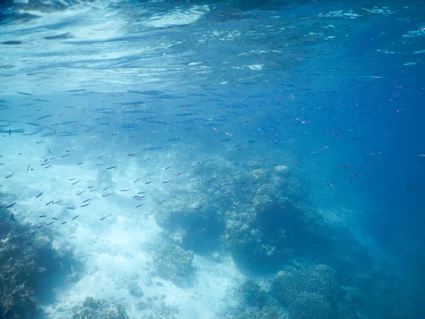 Spektakuläre Ausblicke Auf Tropische Unterwasserwelt — Stockfoto