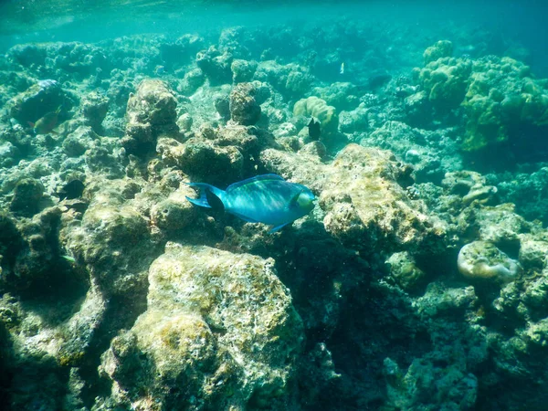 Tropikal sualtı yaşamının muhteşem manzarası