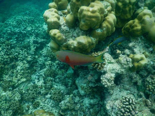 Espectaculares Vistas Vida Submarina Tropical — Foto de Stock