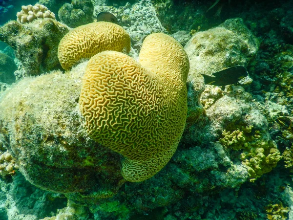 Espectaculares Vistas Vida Submarina Tropical —  Fotos de Stock
