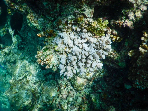 Espectaculares Vistas Vida Submarina Tropical —  Fotos de Stock
